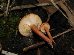 Lactarius eucalypti