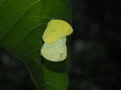 Eurema blanda arsakia