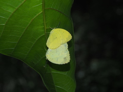 Eurema blanda arsakia