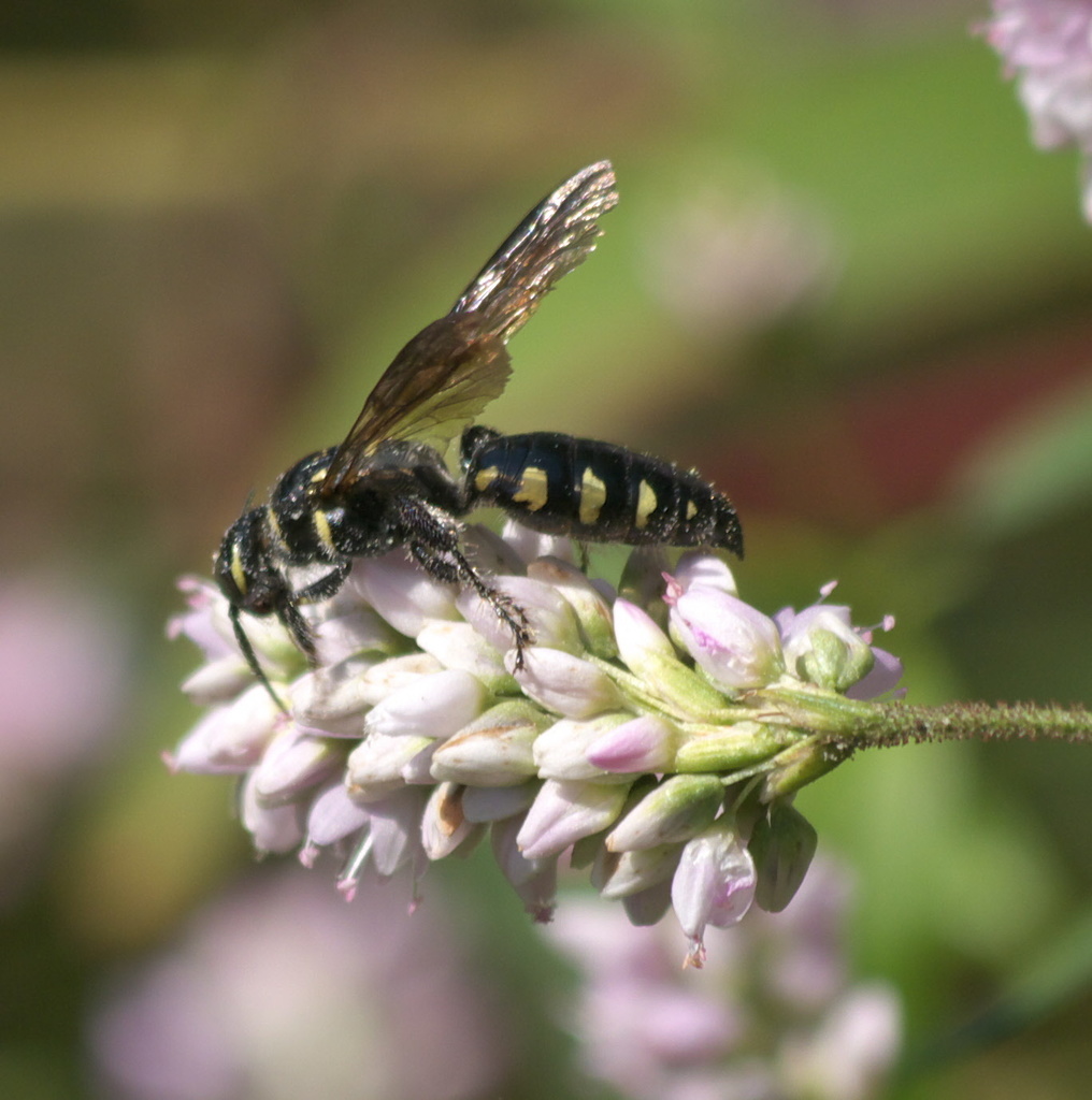 Myzinum obscurum