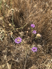 Monardella breweri lanceolata