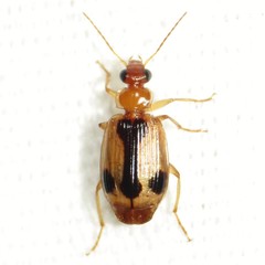 Lebia miranda