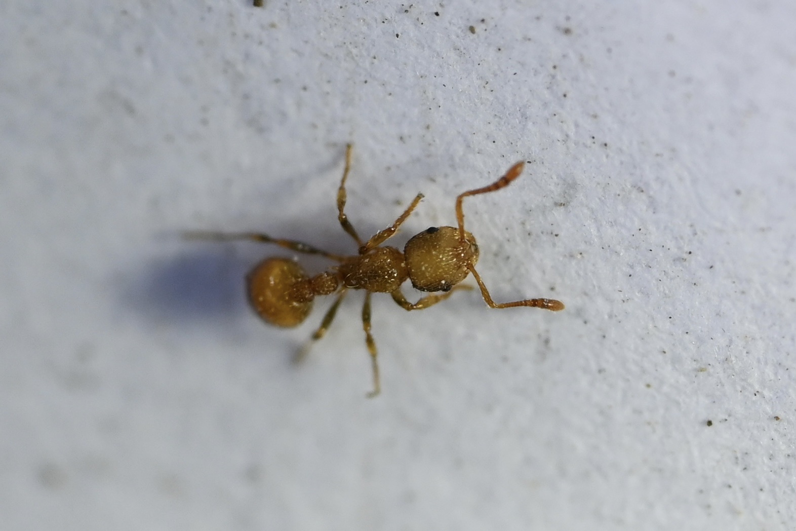 Austromorium flavigaster