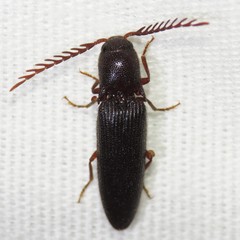 Dicrepidius corvinus