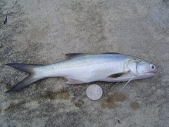 East Asian Fourfinger Threadfin photo 1