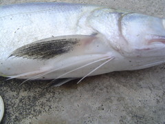 East Asian Fourfinger Threadfin photo 3