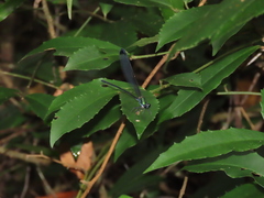 Psolodesmus mandarinus