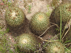 Coryphantha erecta