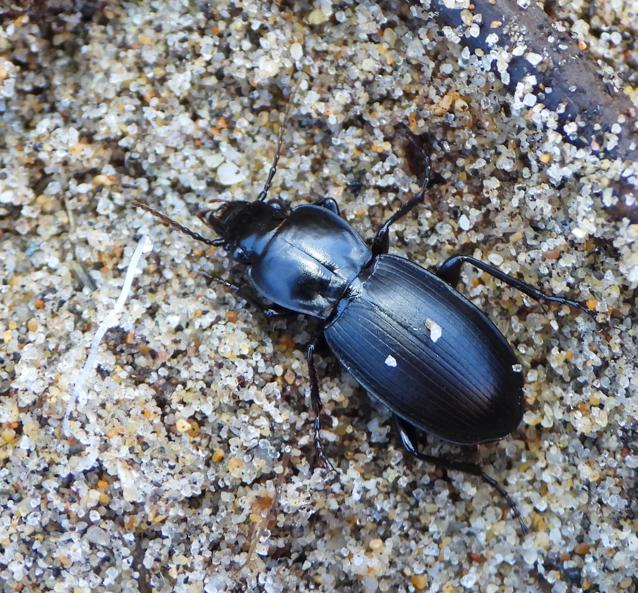 Pterostichus menetriesii