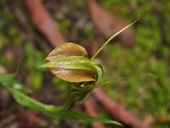 Pterostylis grandiflora