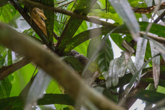 Epinecrophylla fulviventris