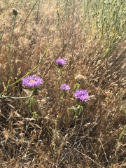 Monardella breweri lanceolata
