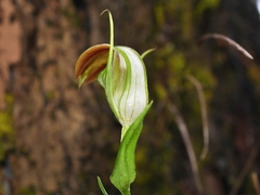 Pterostylis grandiflora