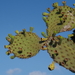 Opuntia megasperma orientalis - Photo (c) David Torres, some rights reserved (CC BY-NC), uploaded by David Torres
