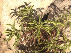 Chamaebatia australis