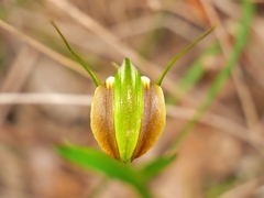 Pterostylis grandiflora