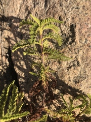 Chamaebatia australis