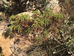 Chamaebatia australis