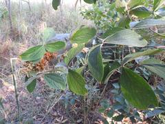 Flemingia grahamiana