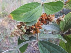 Flemingia grahamiana