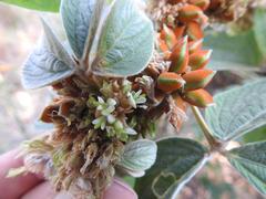 Flemingia grahamiana