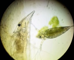 Daphnia barbata