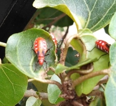 Dysdercus cingulatus