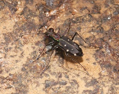 Cylindera collicia