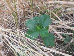 Hibiscus calyphyllus