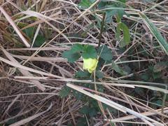 Hibiscus calyphyllus