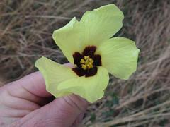 Hibiscus calyphyllus