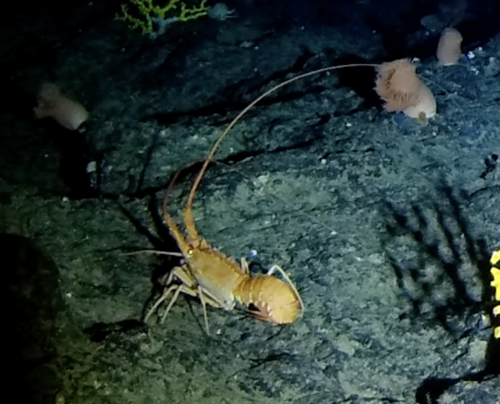 Projasus parkeri