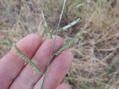 Urochloa mosambicensis