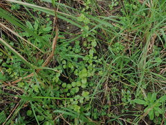 Epilobium rotundifolium