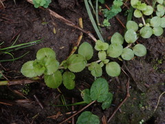Epilobium rotundifolium