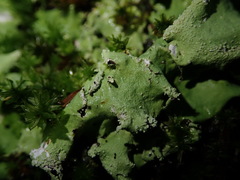 Parmotrema austrocetratum
