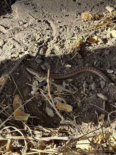 Sonora fasciata