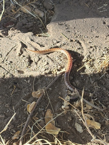 Sonora fasciata
