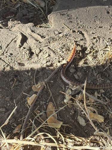 Sonora fasciata
