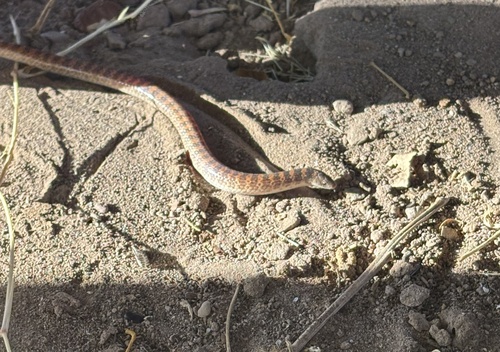 Sonora fasciata