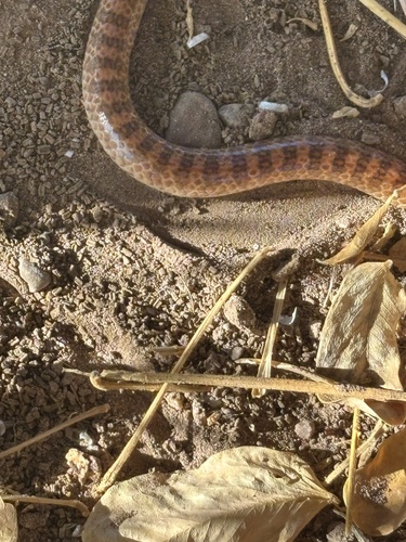 Sonora fasciata