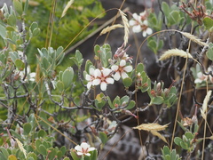 Geranium cuneatum tridens
