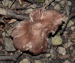 Inosperma adaequatum
