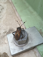 Pachylis neocalifornicus