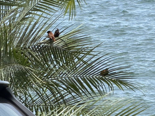 Lonchura atricapilla