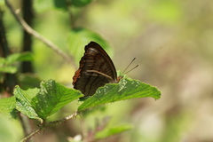 Pseudergolis wedah