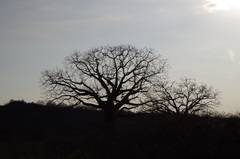 Ceiba trischistandra