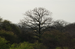 Ceiba trischistandra
