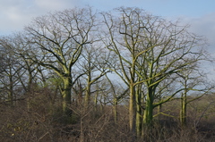 Ceiba trischistandra