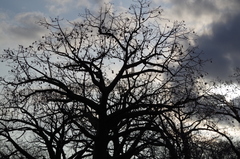 Ceiba trischistandra